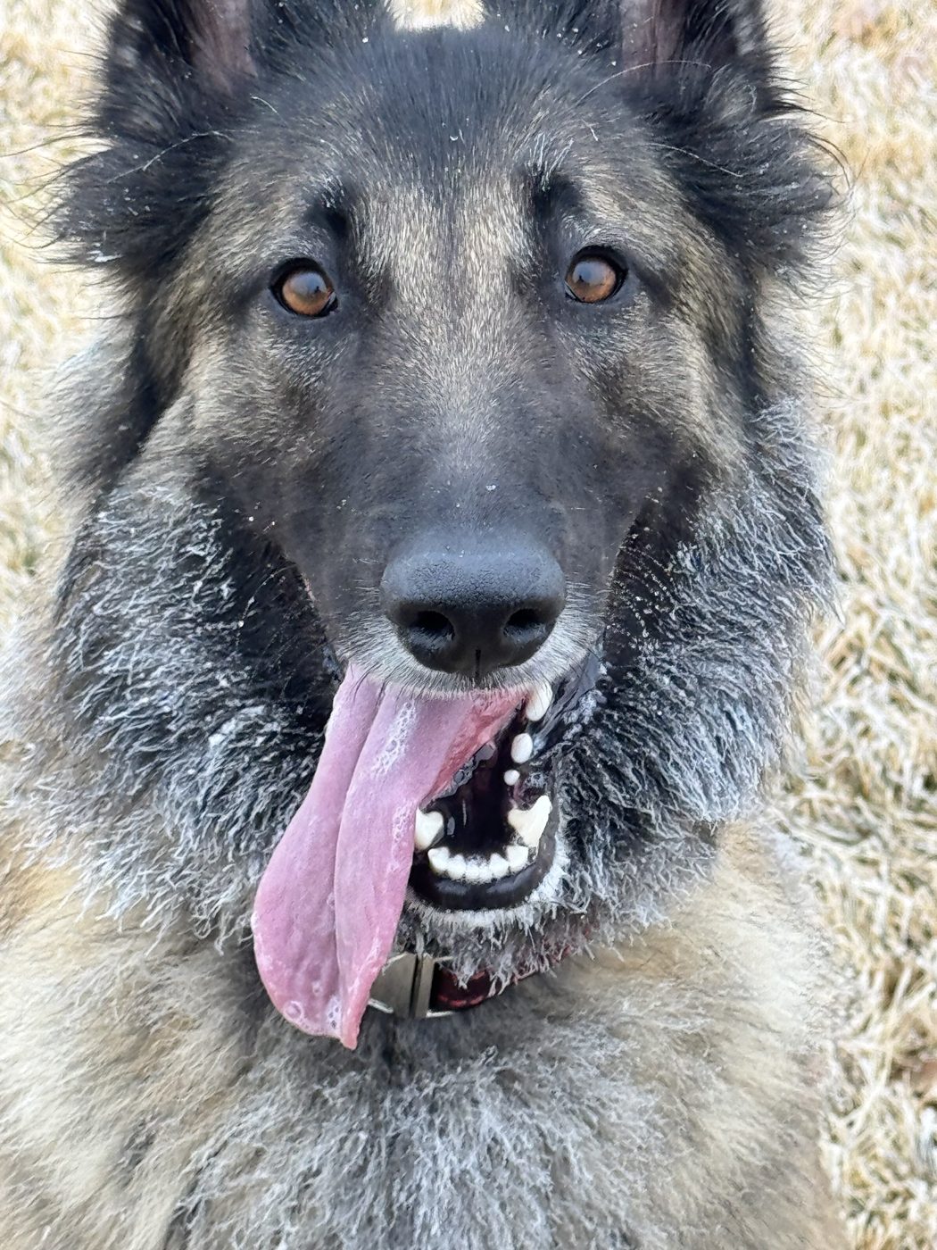 Alice Moon with a frosty face and her tongue out