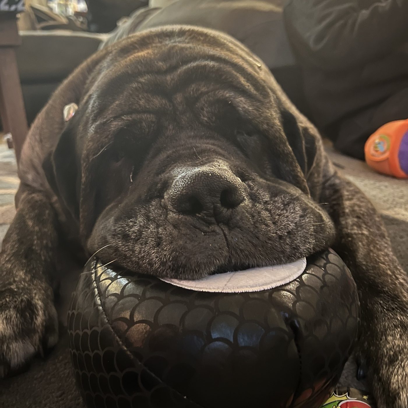 Turtle resting his chin on a ball