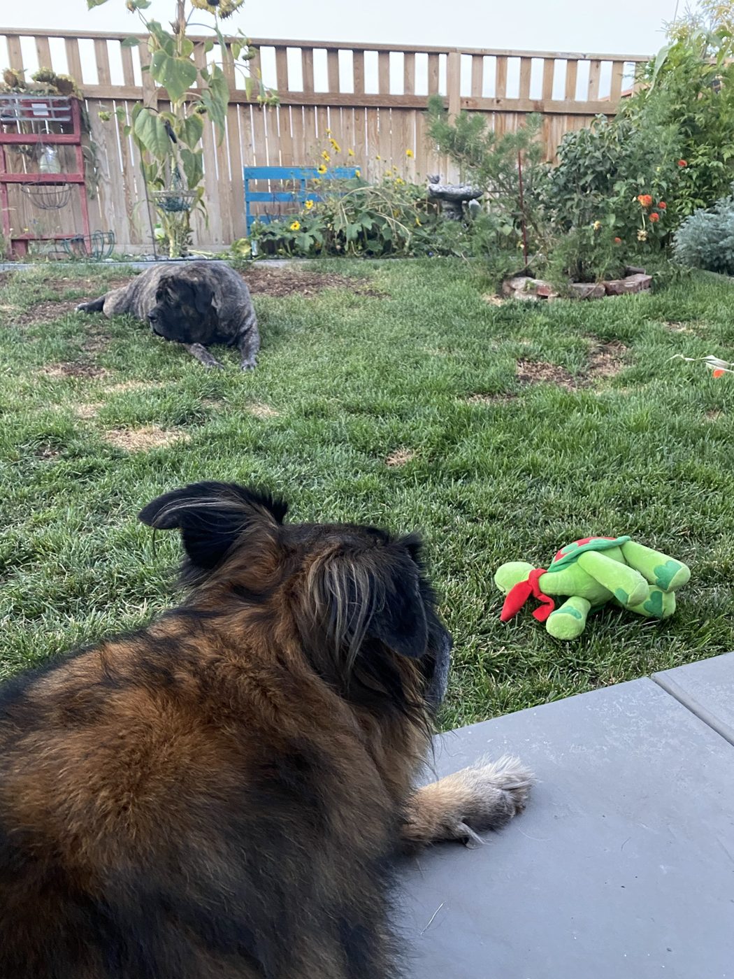 Turtle lying in the garden while Trent watches, a green plush turtle in the grass